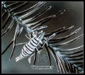   Crinoid shrimp feather star  